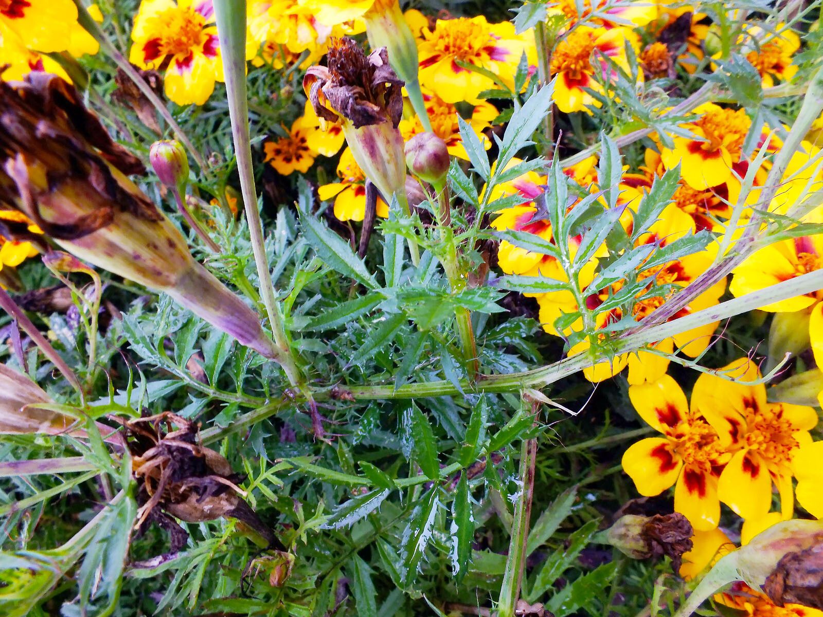 Tagetes lunulata — search result for 'Tagetes'