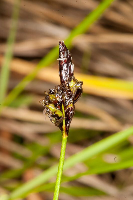 Carex montana fruit