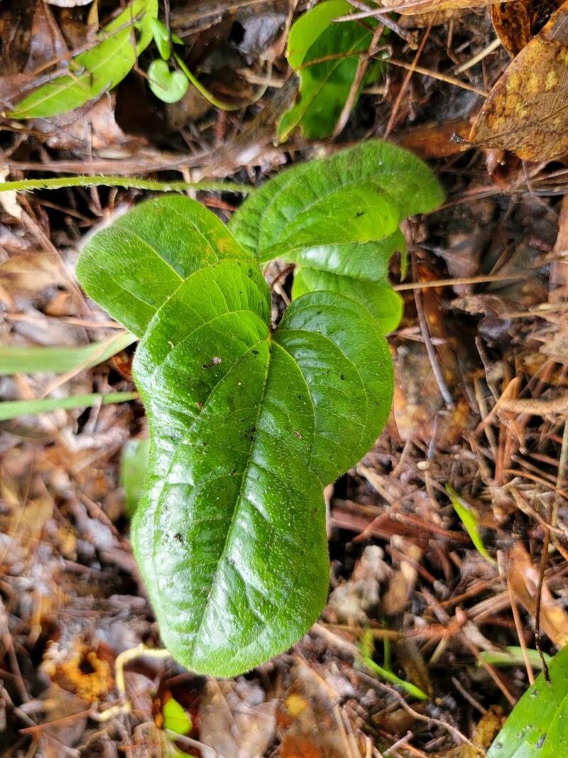 Smilax pumila — search result for 'Smilax'