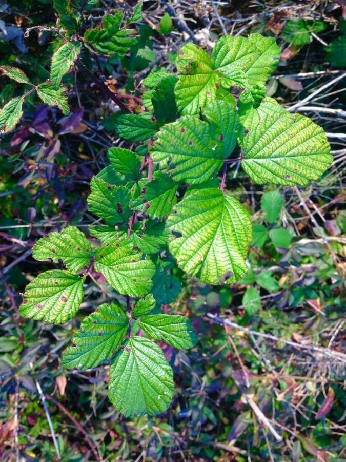 Rubus elegantispinosus leaf