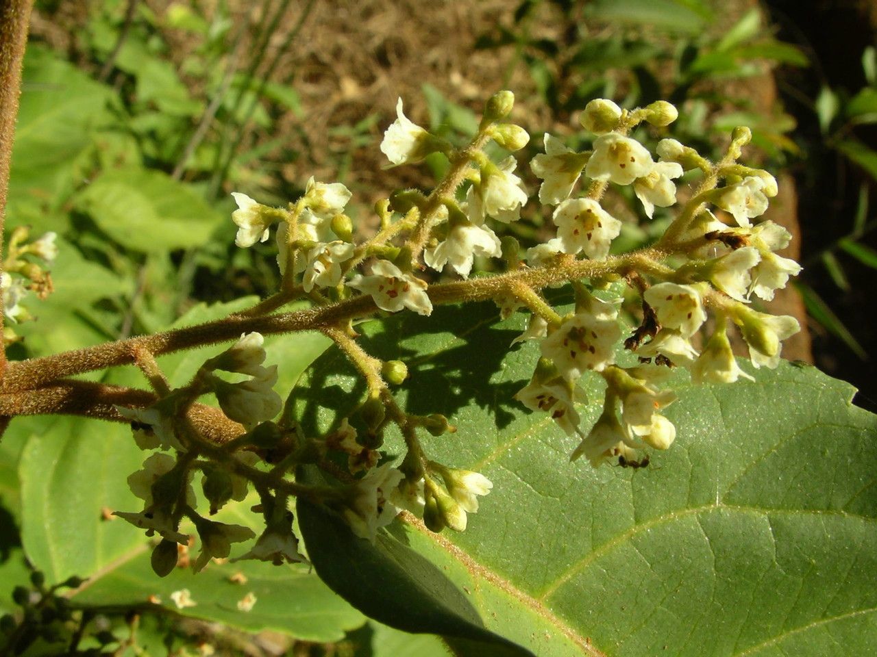 Maesa lanceolata flower