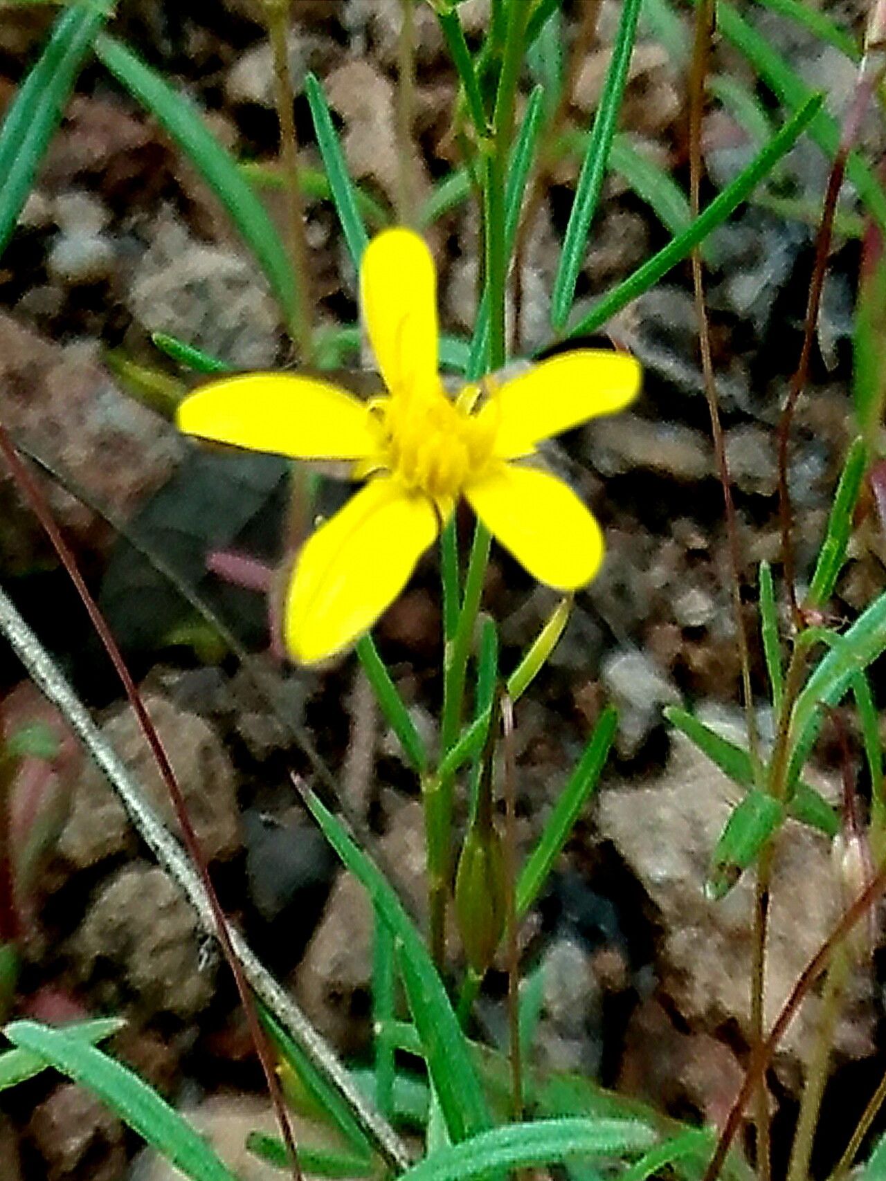 Pectis filipes — houseplant care guide