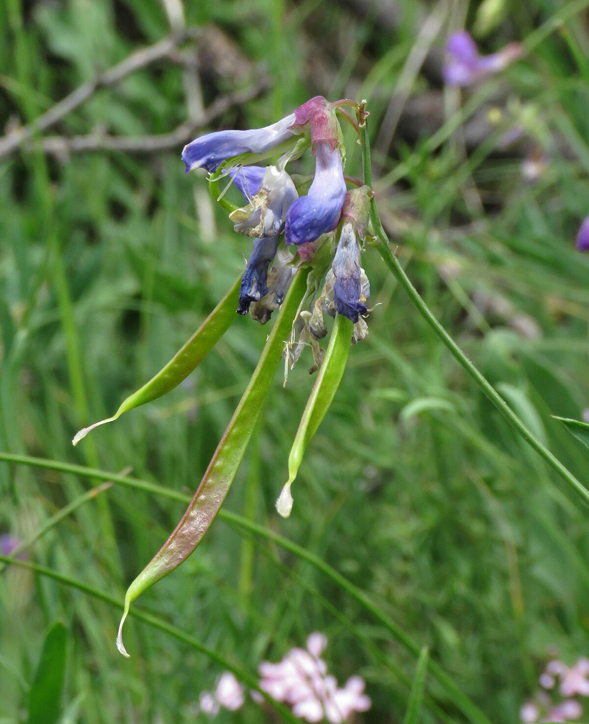 Lathyrus filiformis fruit