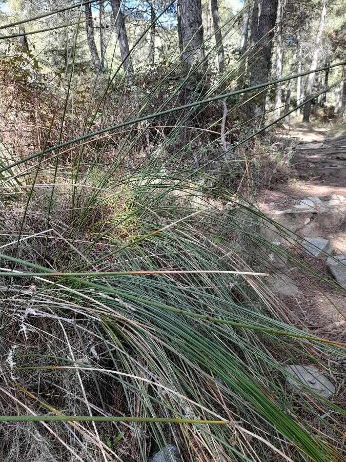 Juncus holoschoenus — search result for 'Juncus'