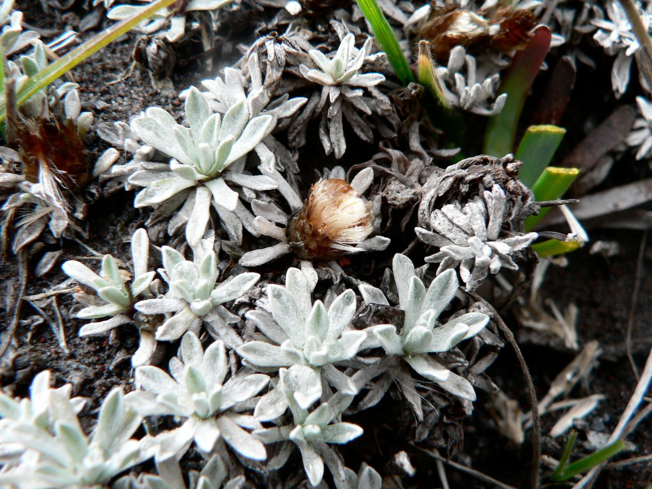 Belloa kunthiana flower