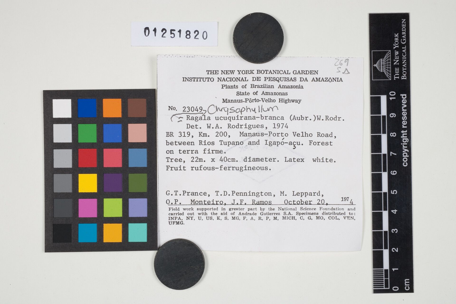 Chrysophyllum ucuquirana-branca fruit