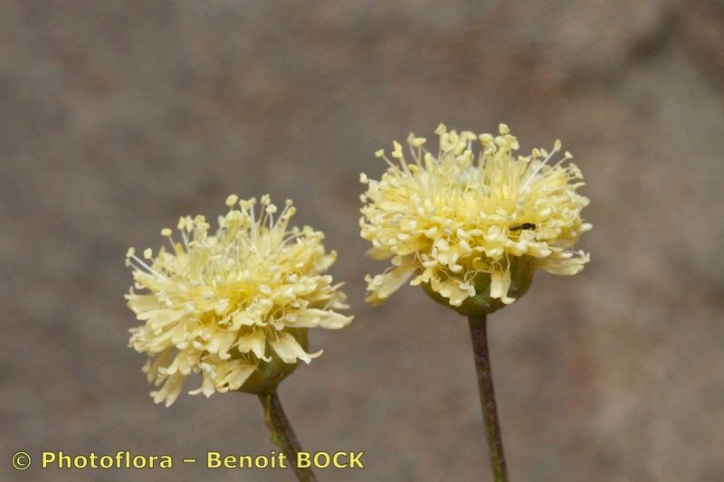 Globularia nainii flower