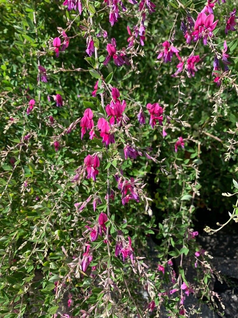Lespedeza thunbergii flower
