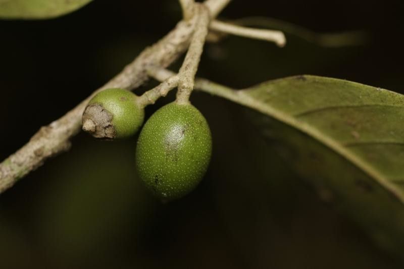 Siparuna decipiens fruit