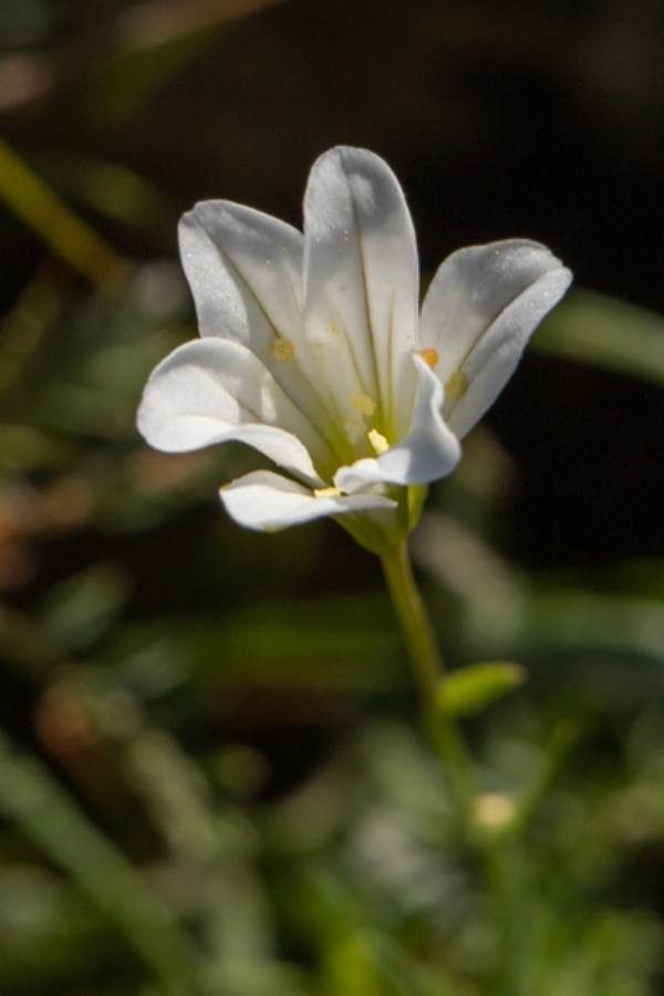 Gagea graeca — search result for 'Gagea'