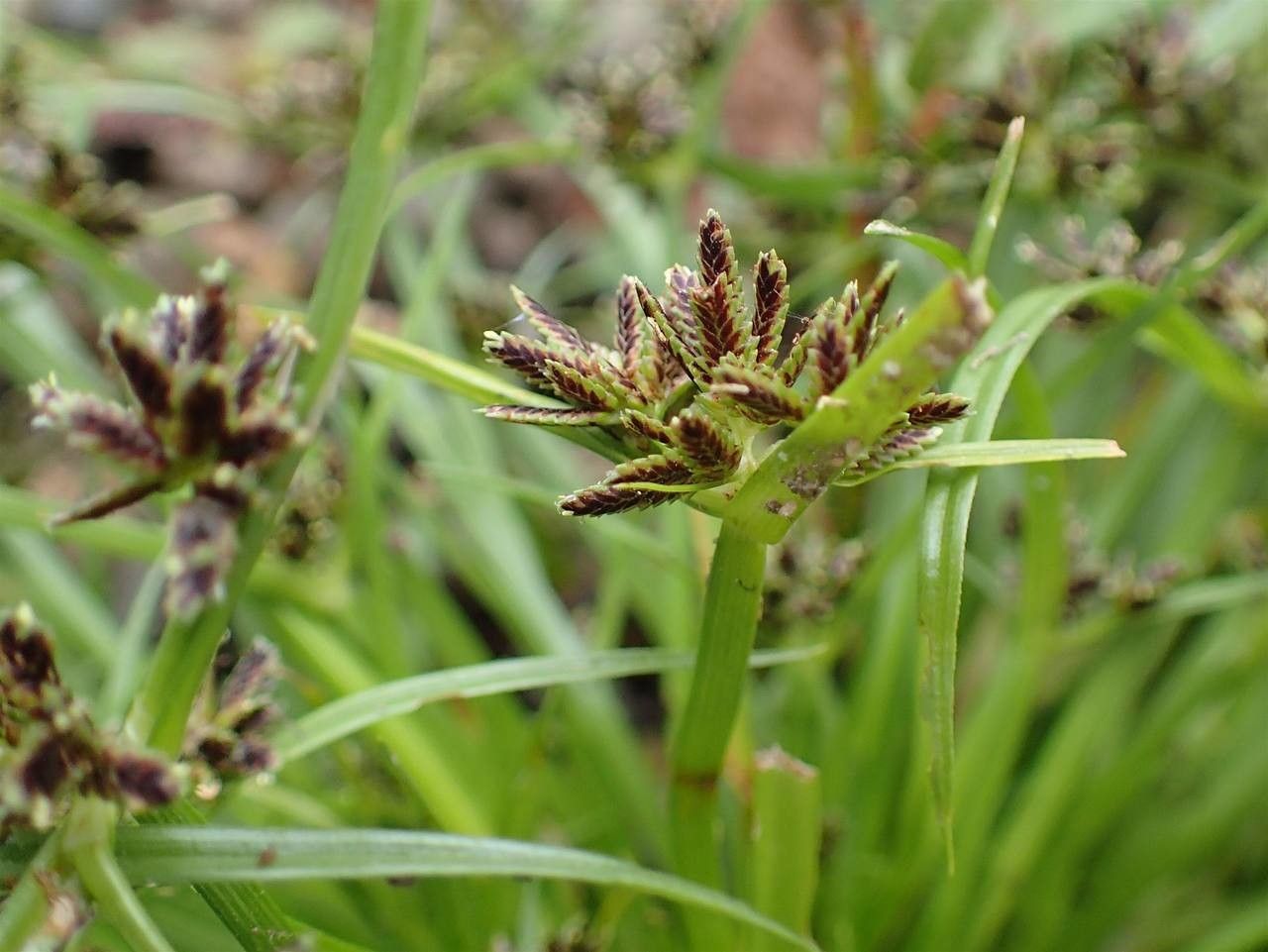 Cyperus fuscus fruit