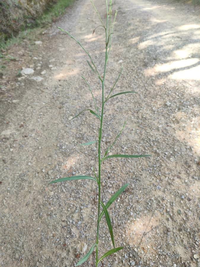 Aster squamatus habit