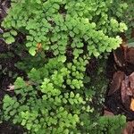 Adiantum raddianum