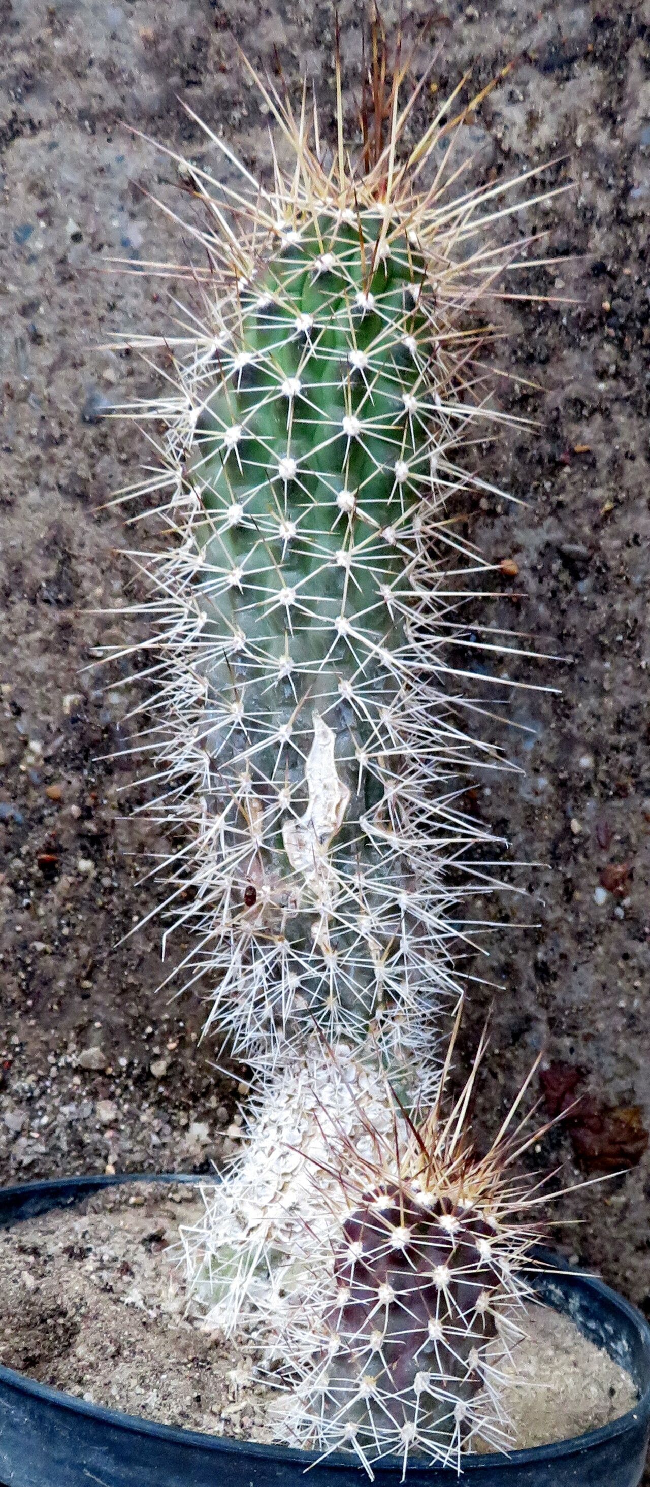 Soehrensia thelegonoides habit