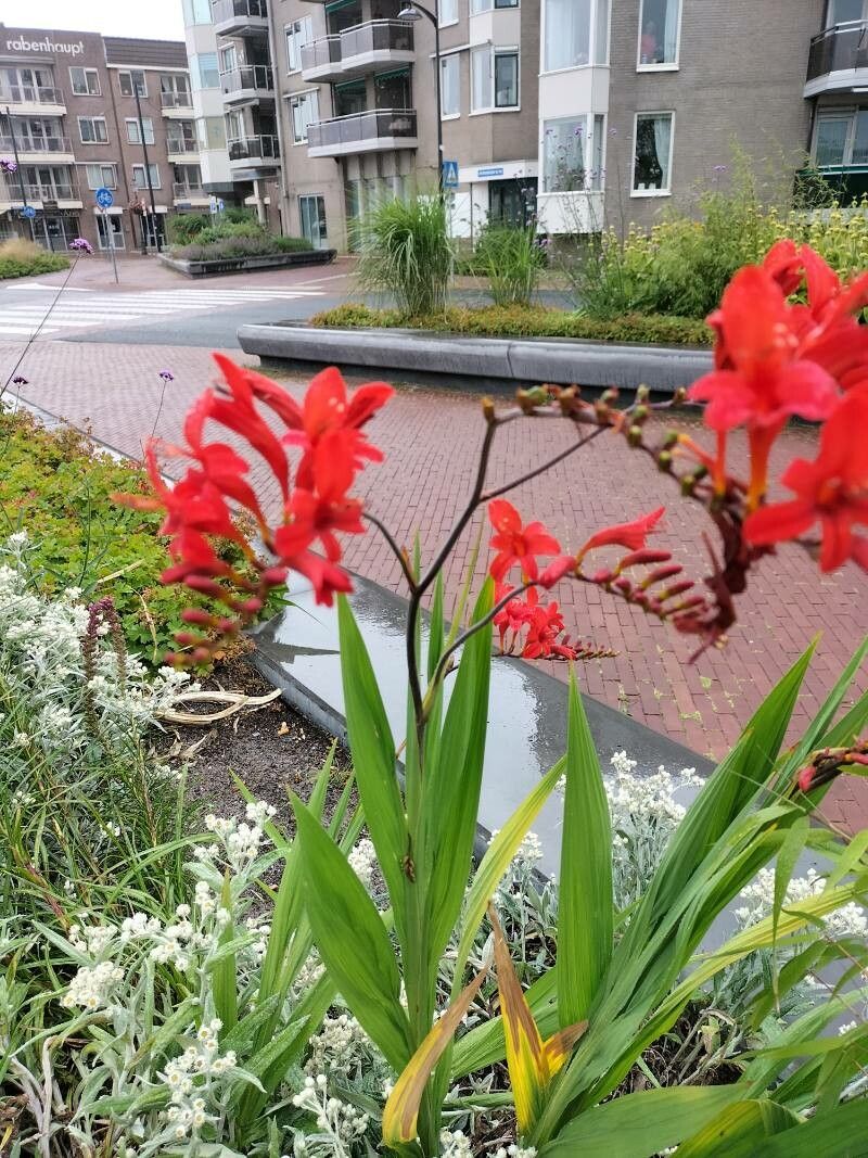 Crocosmia mathewsiana flower