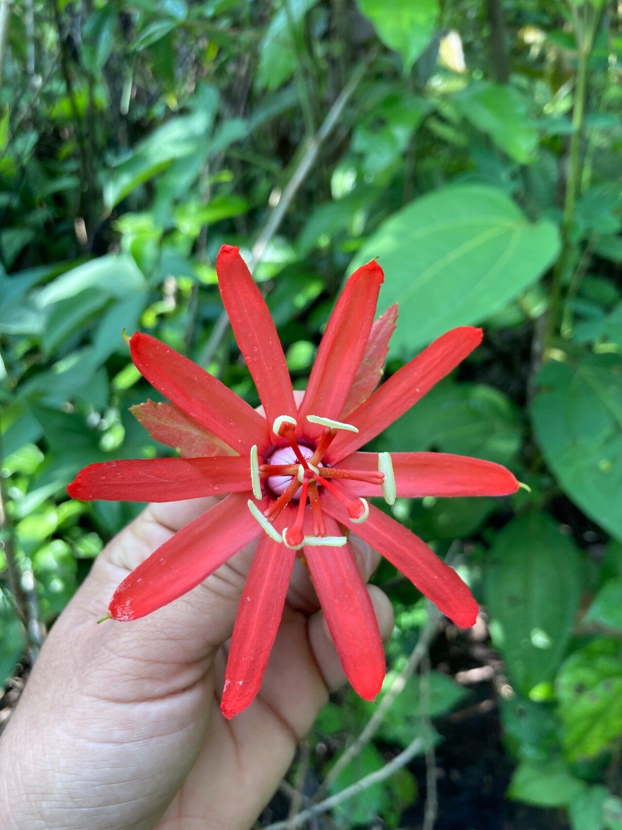 Passiflora tholozanii — houseplant care guide