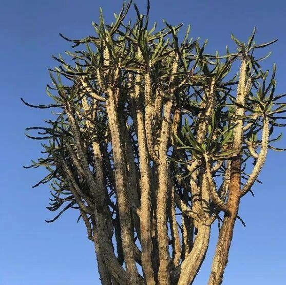 Euphorbia grandidens leaf