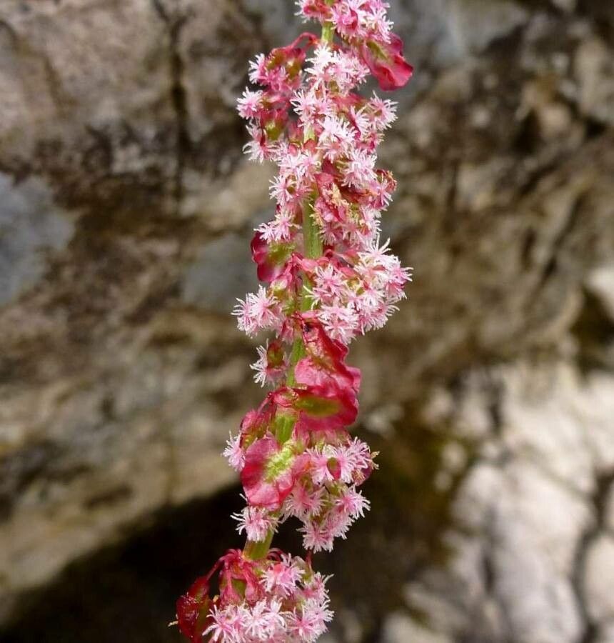 Rumex nivalis flower