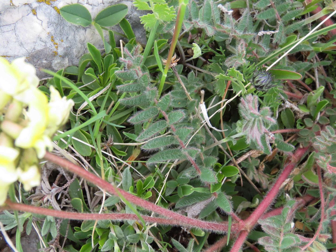 Oxytropis pilosa leaf