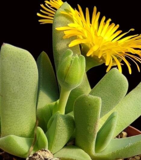 Cheiridopsis excavata — related species from the same genus