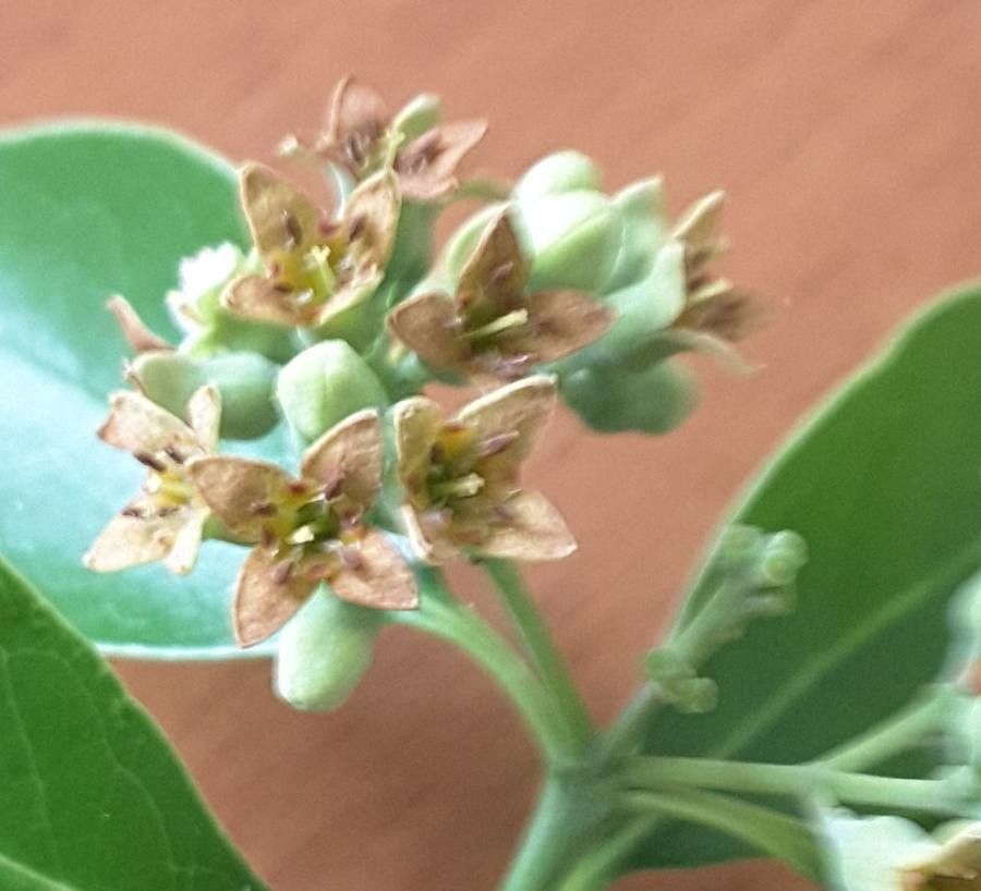 Santalum austrocaledonicum flower