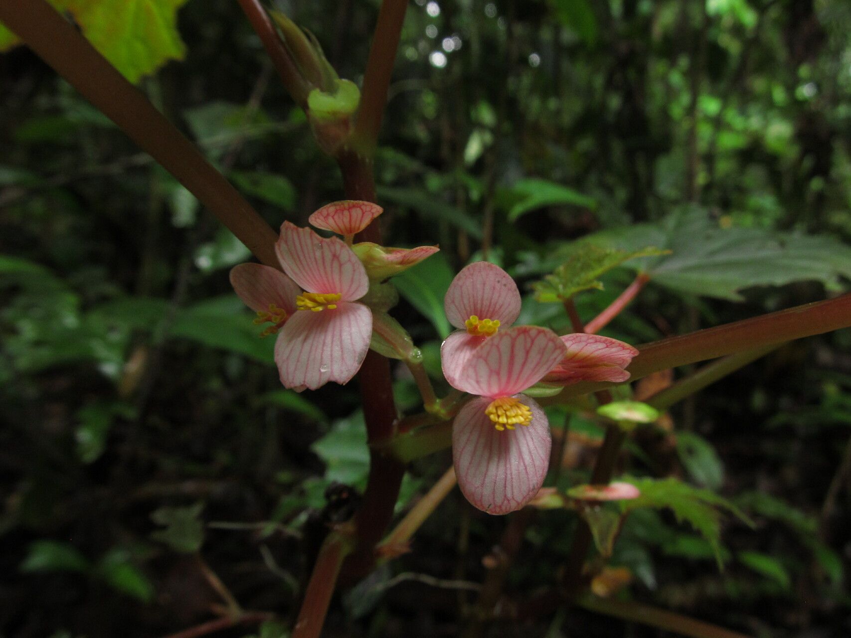Begonia oxyloba flower