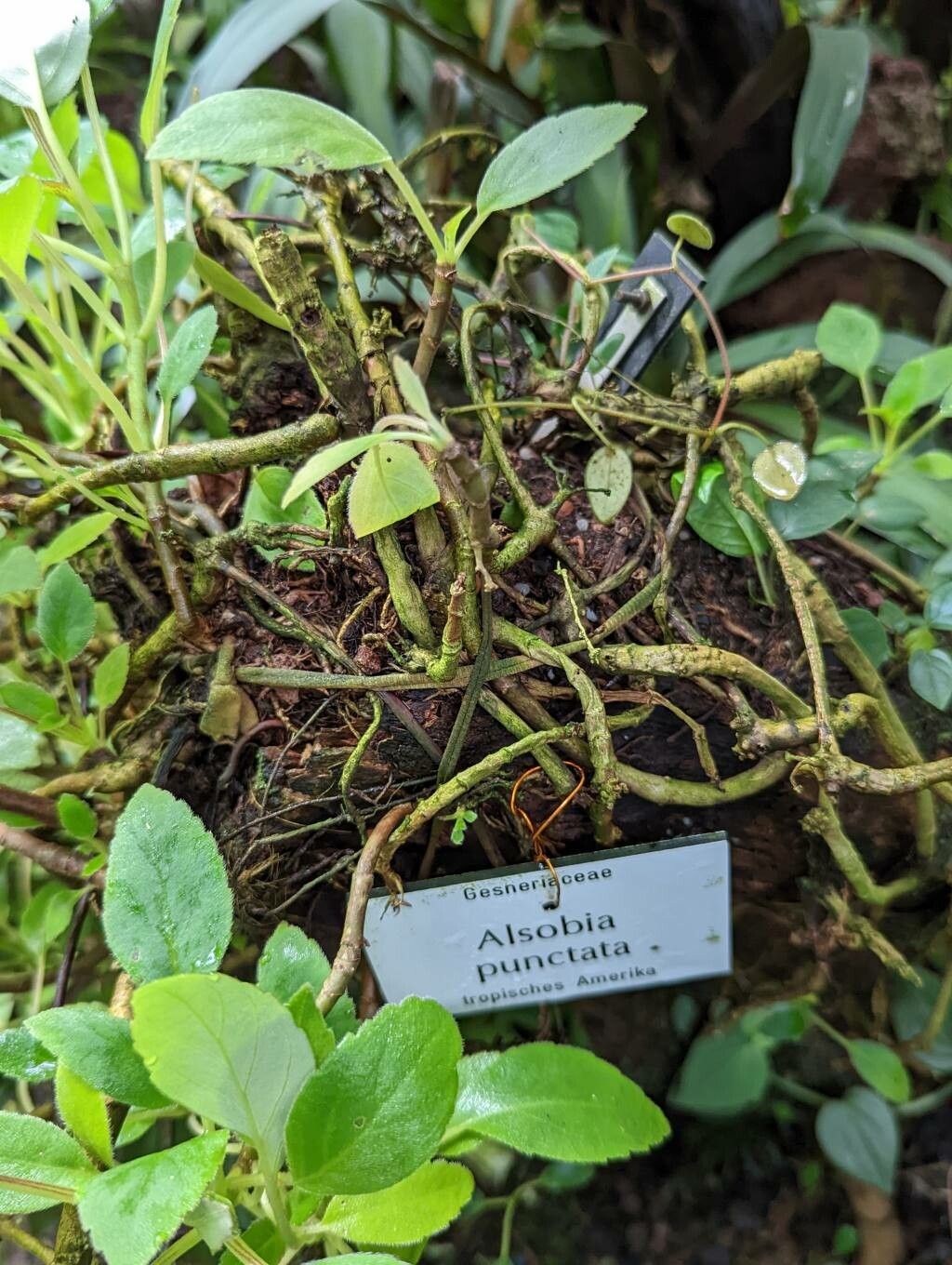 Alsobia punctata bark