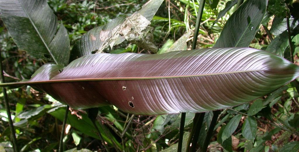 Heliconia umbrophila — search result for 'Heliconia'