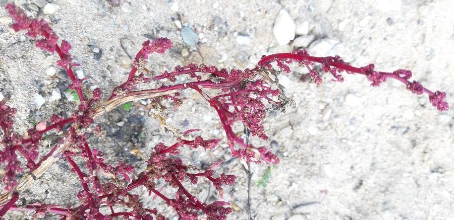 Corispermum intermedium flower