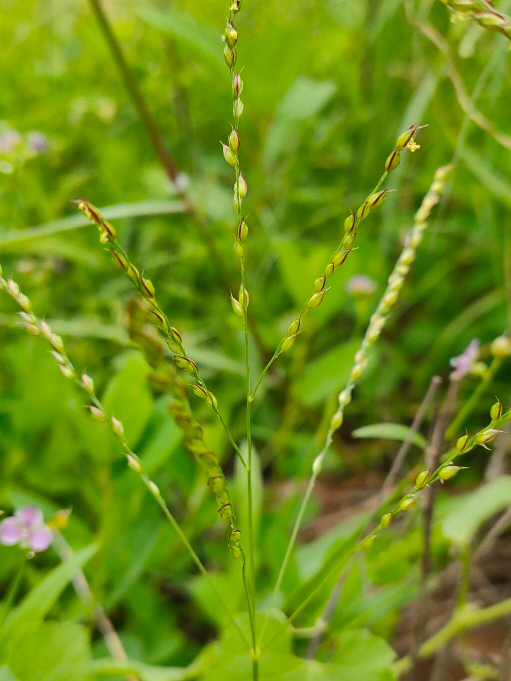 Alloteropsis cimicina — related species from the same genus