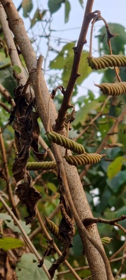 Helicteres isora fruit