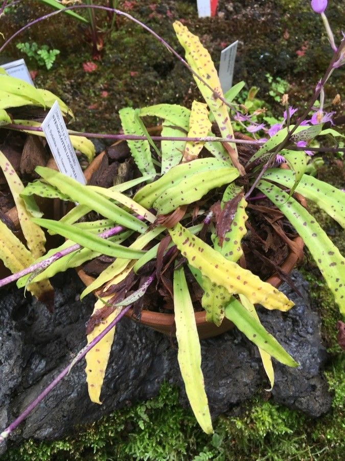 Stenoglottis longifolia — search result for 'Eswatini'