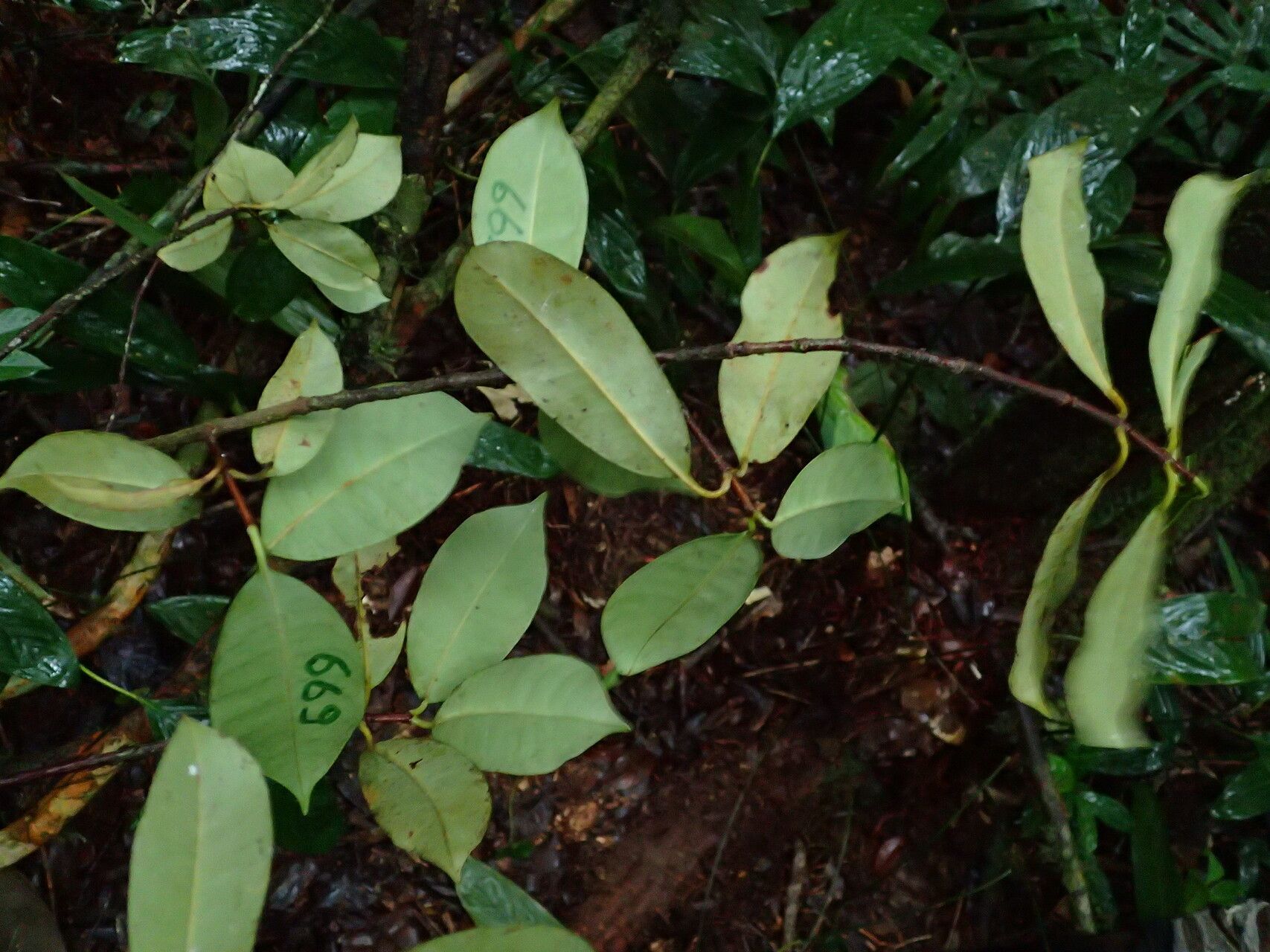 Allanblackia staneriana leaf