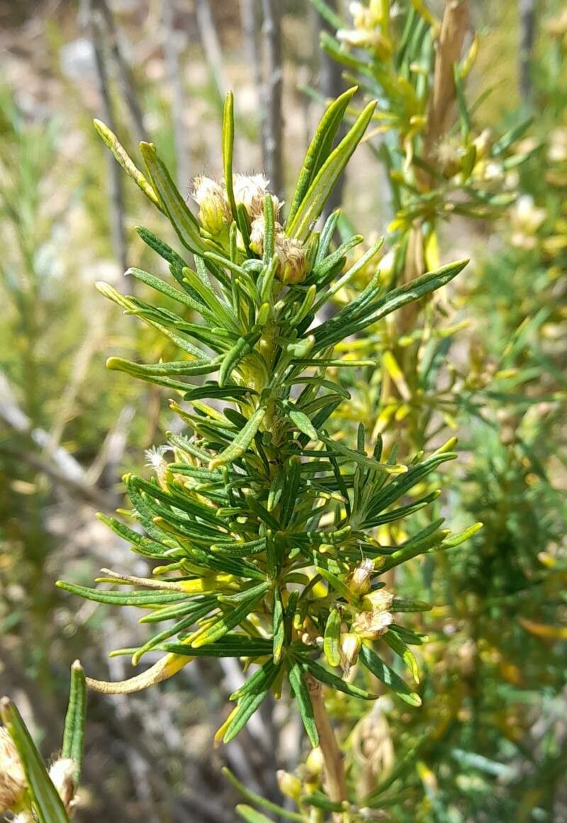 Baccharis grisebachii — search result for 'Baccharis'