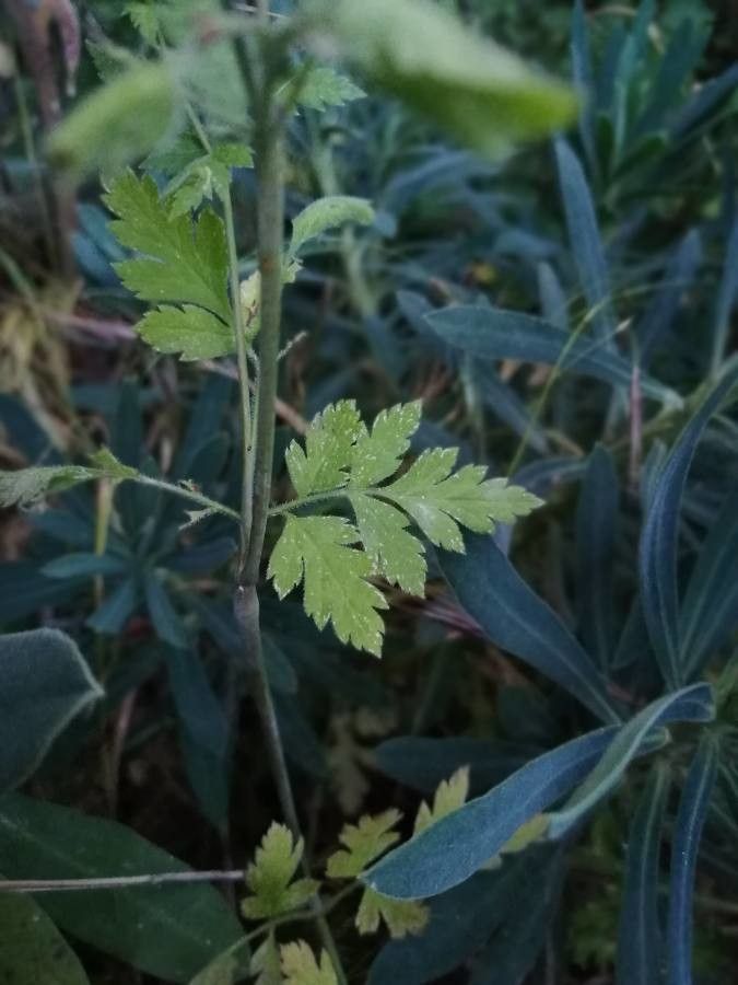 Chaerophyllum nodosum leaf
