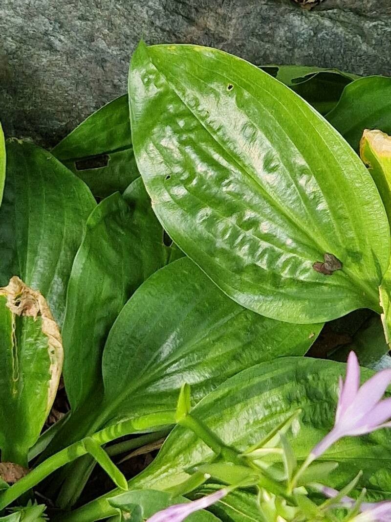 Hosta yingeri — search result for 'Hosta'