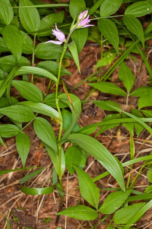 Cephalanthera rubra — search result for 'and southwest Asia'