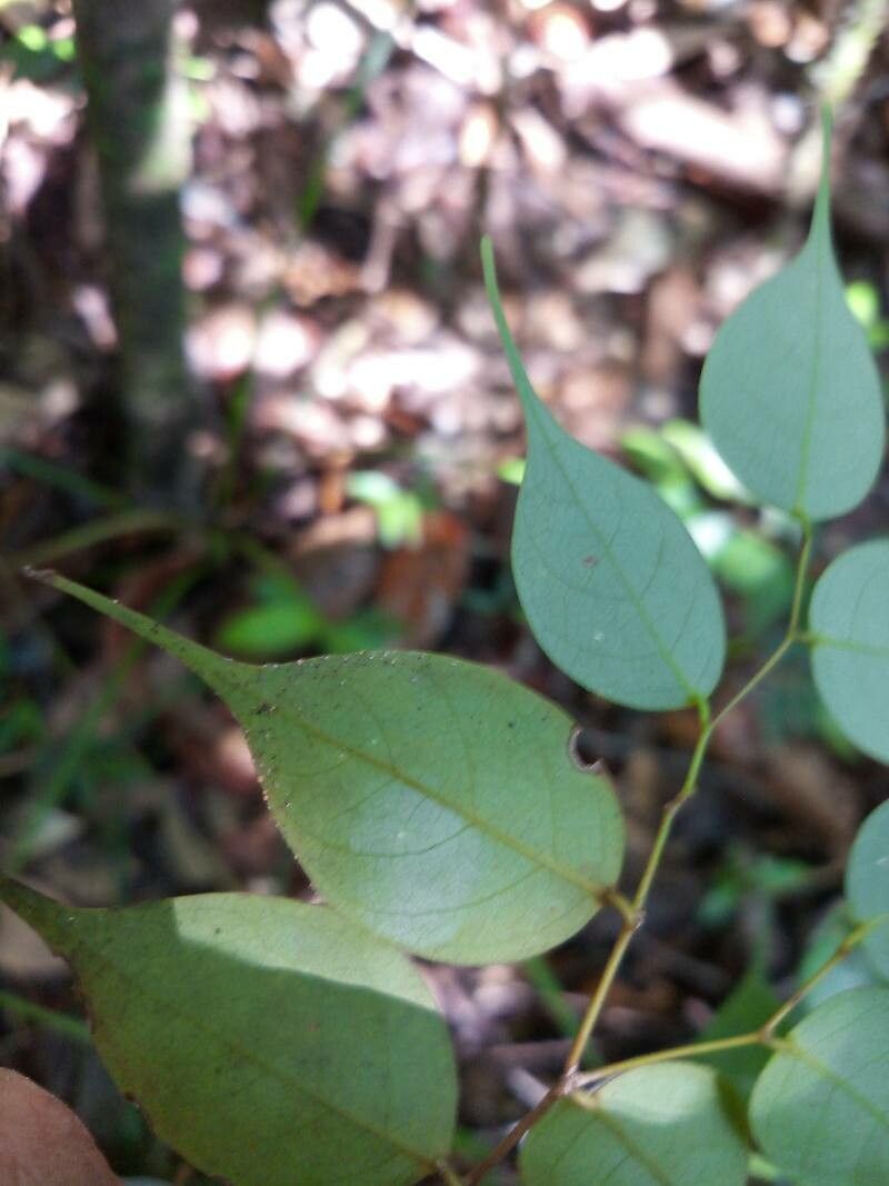 Cleistanthus gracilis — houseplant care guide