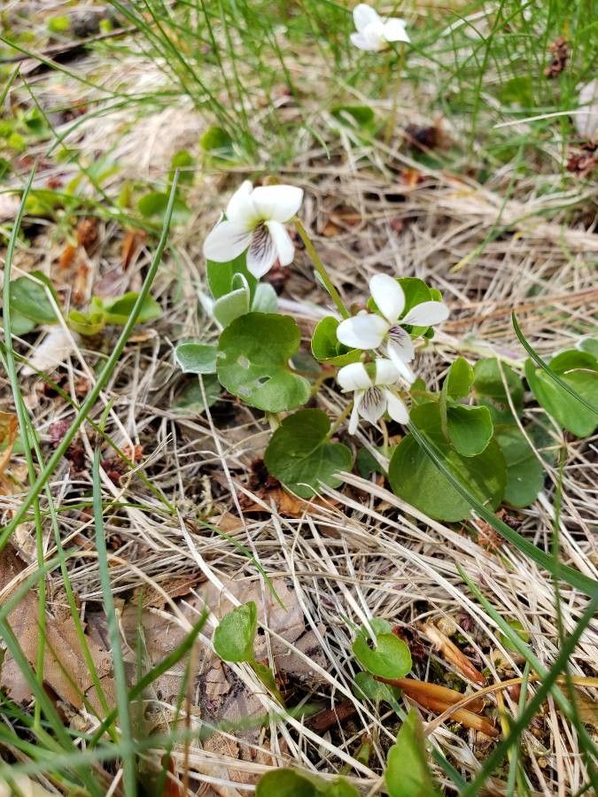 Viola renifolia flower