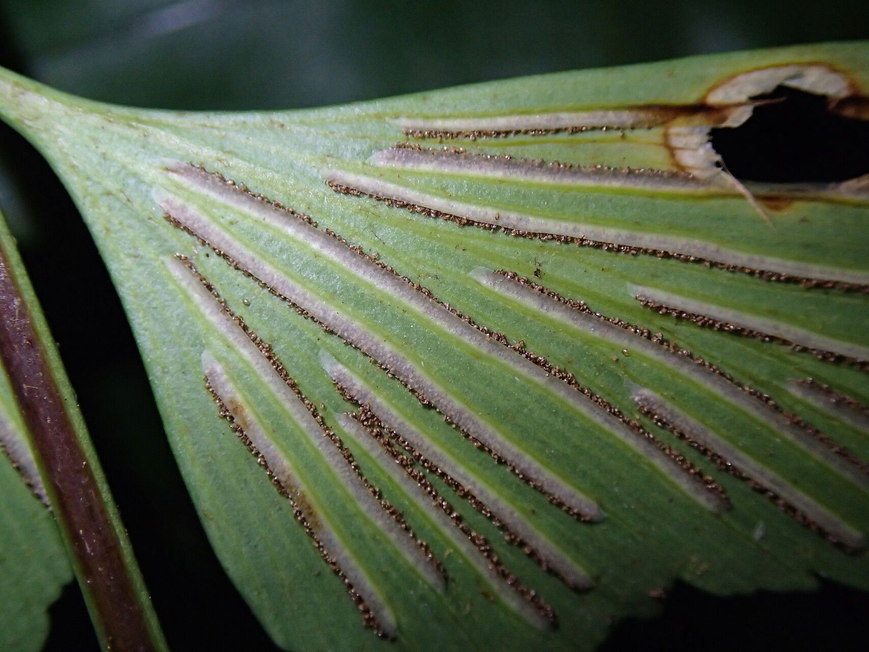 Asplenium hemitomum — houseplant care guide
