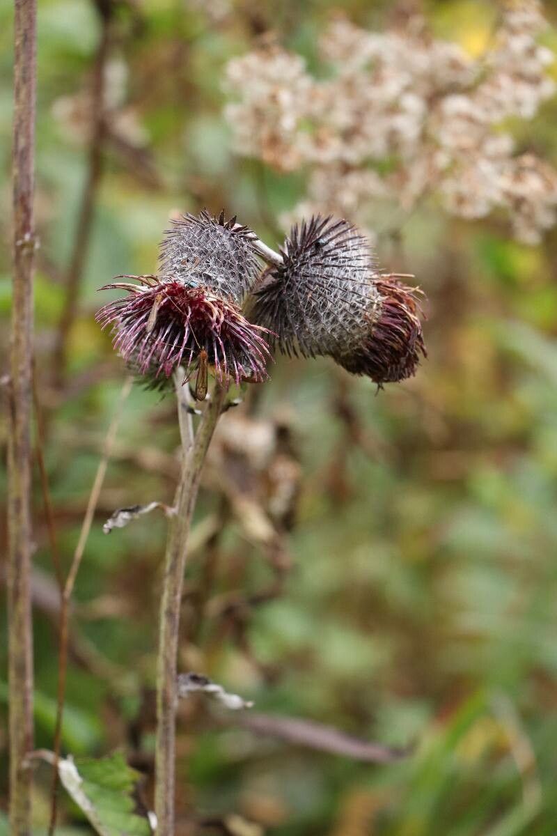 Synurus excelsus — related species from the same genus
