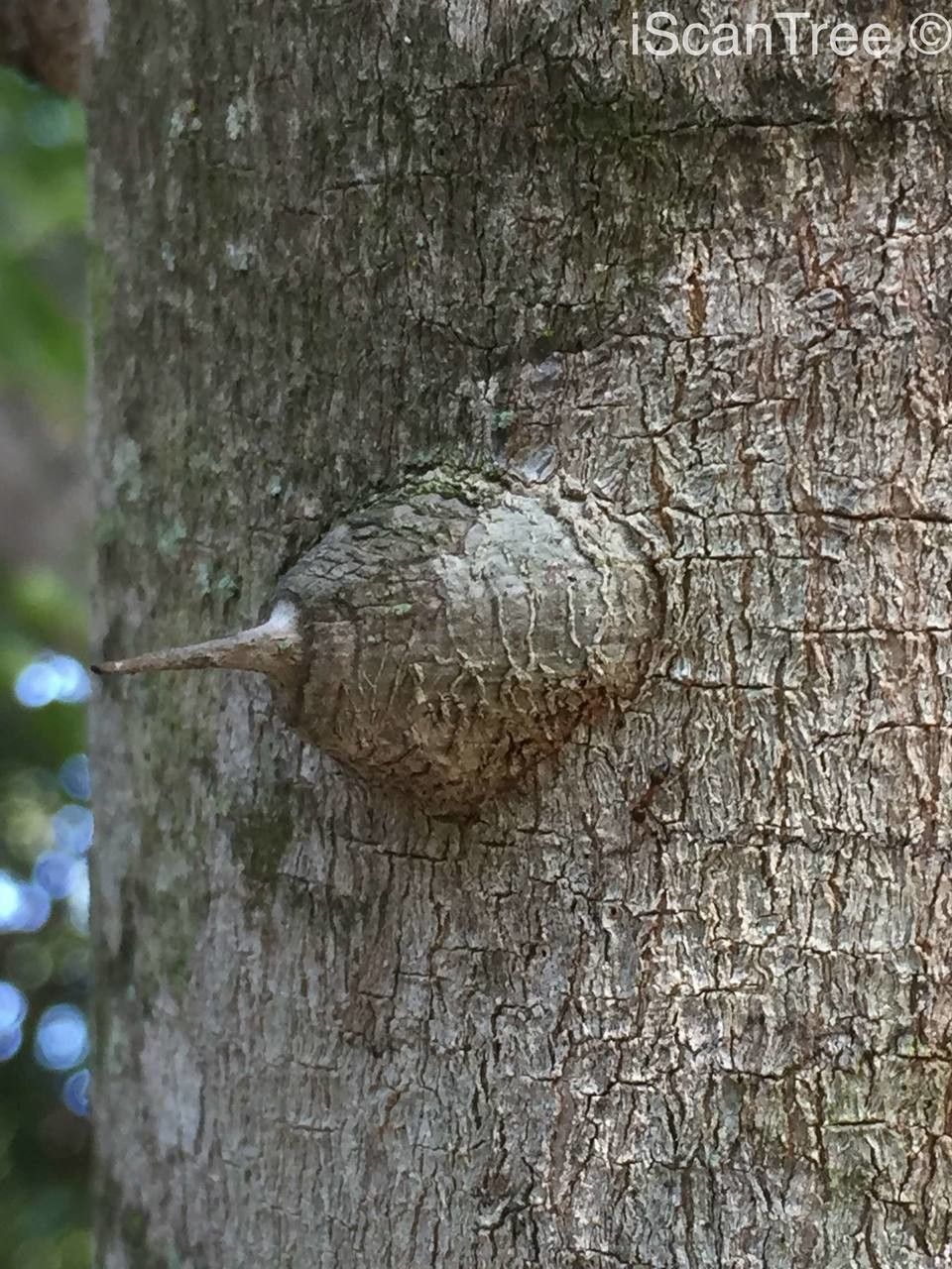 Zanthoxylum capense — search result for 'Rutaceae'