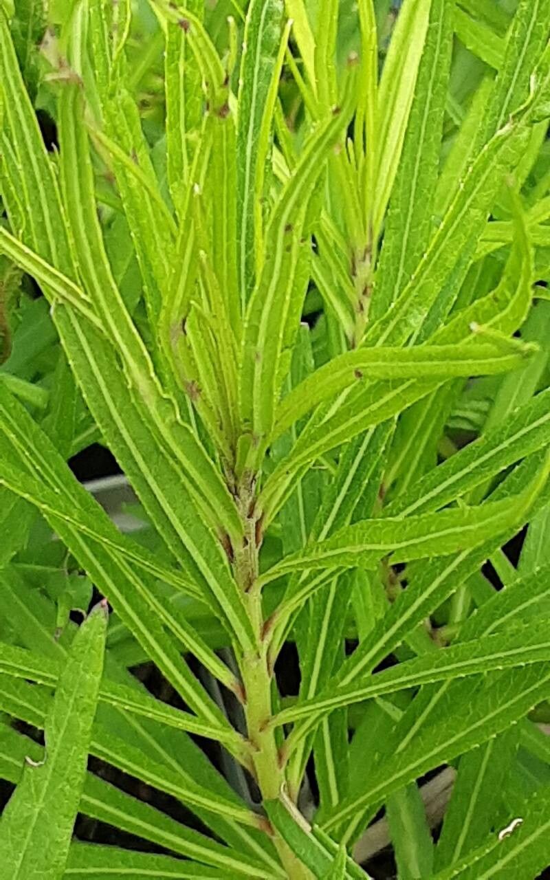 Vernonia lettermannii — houseplant care guide