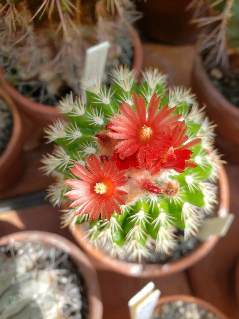 Parodia gibbulosoides flower