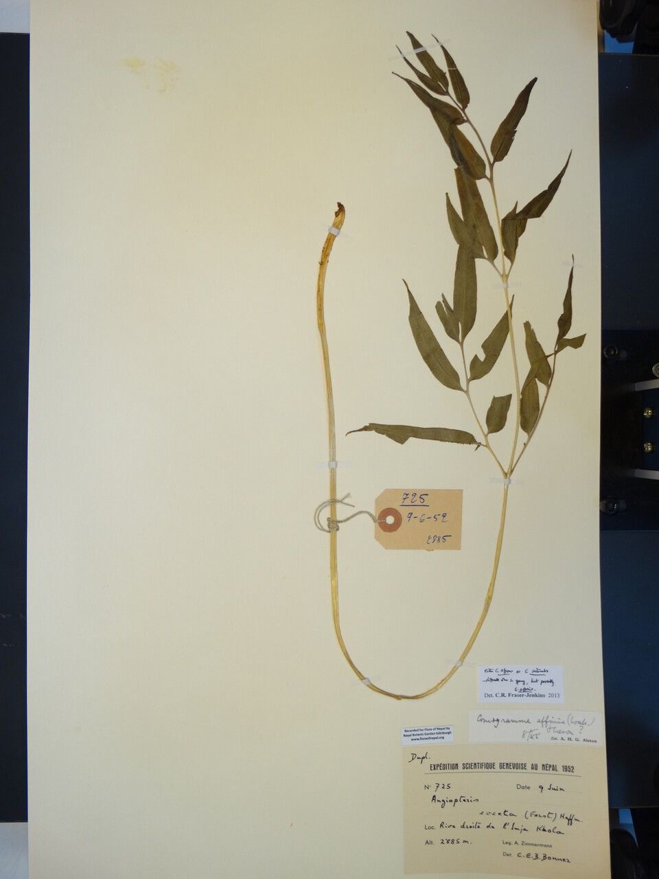 Coniogramme affinis — related species from the same genus