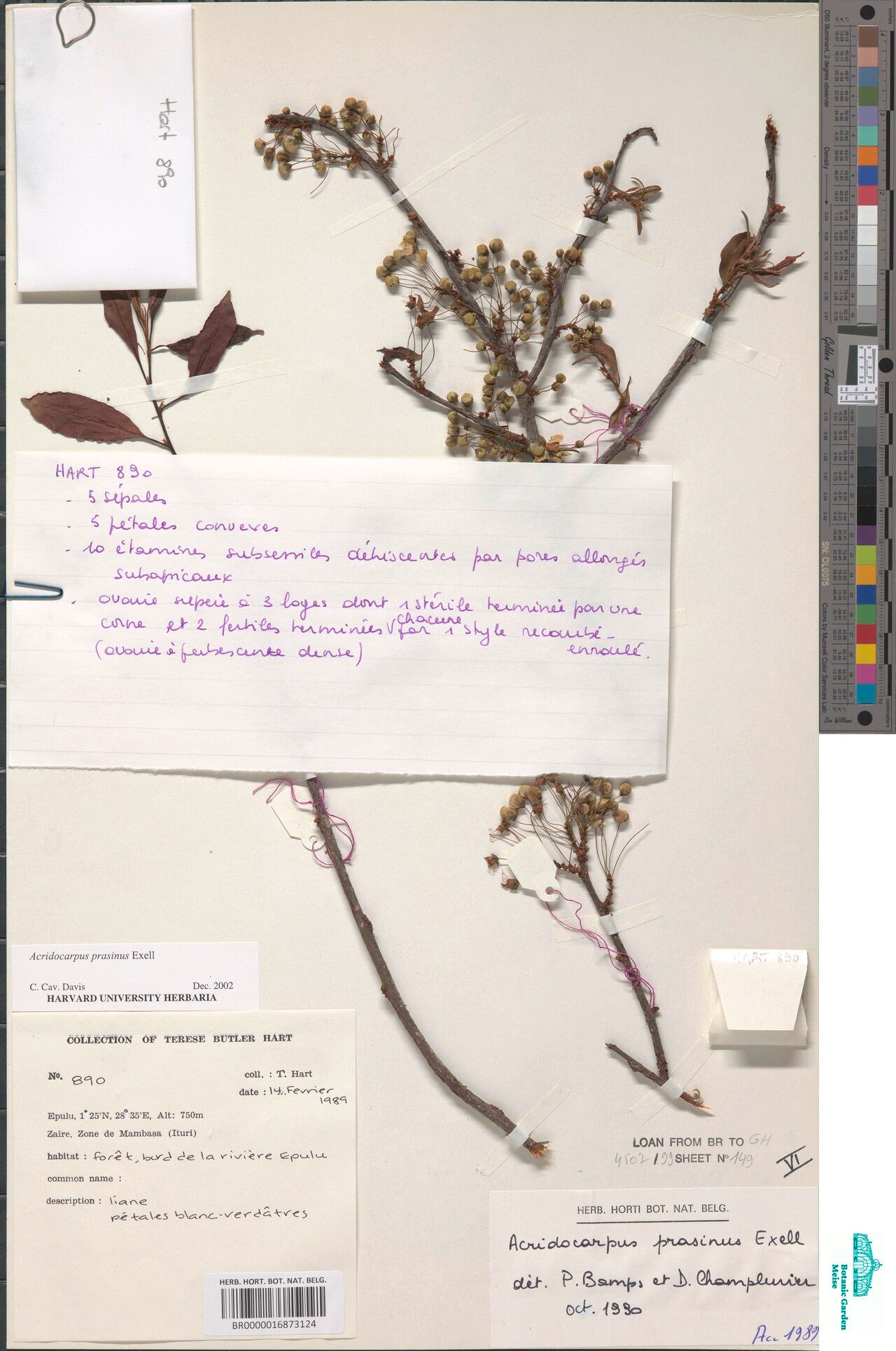 Acridocarpus prasinus — search result for 'Acridocarpus'