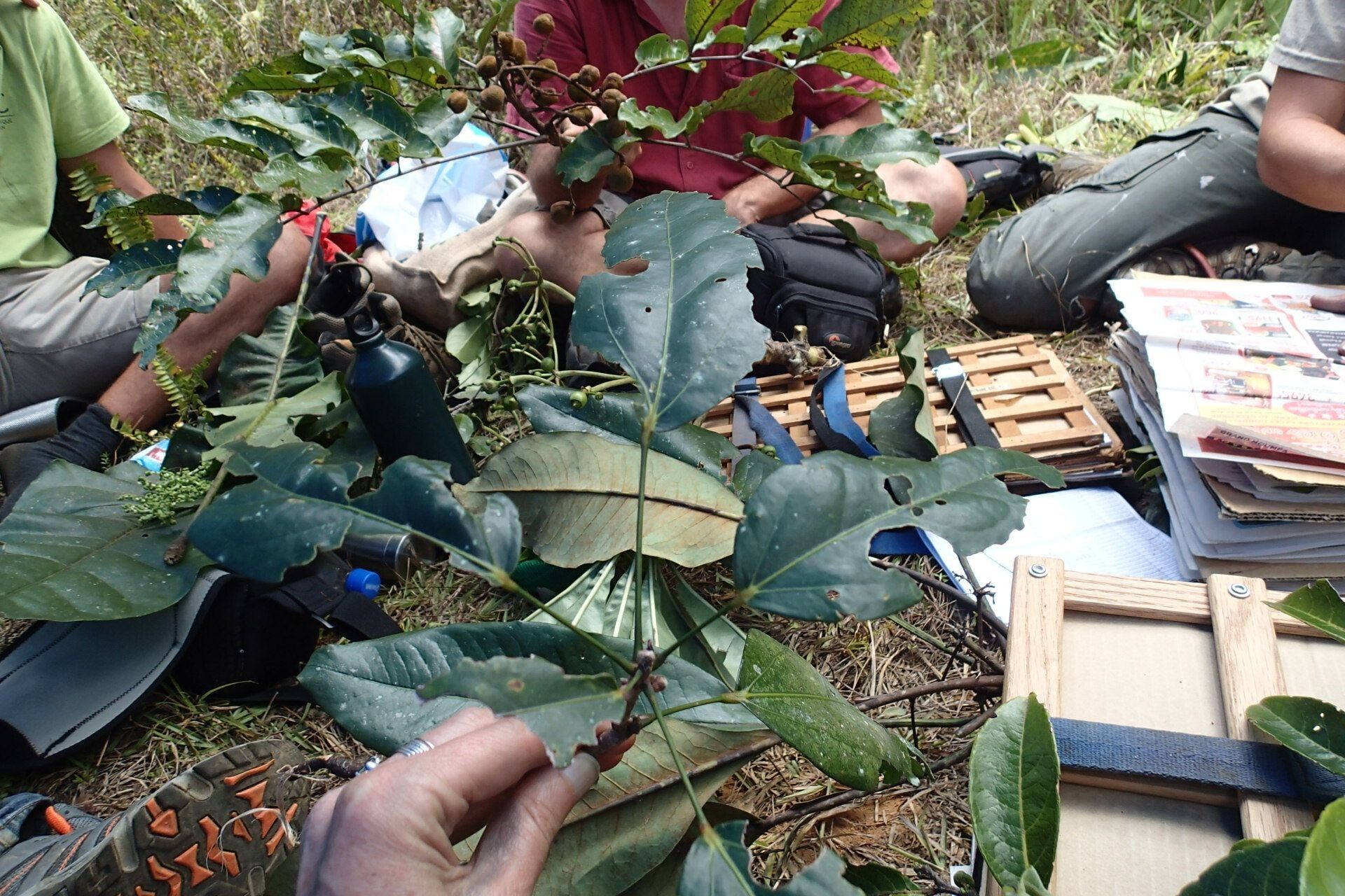 Acropogon schumanniana leaf