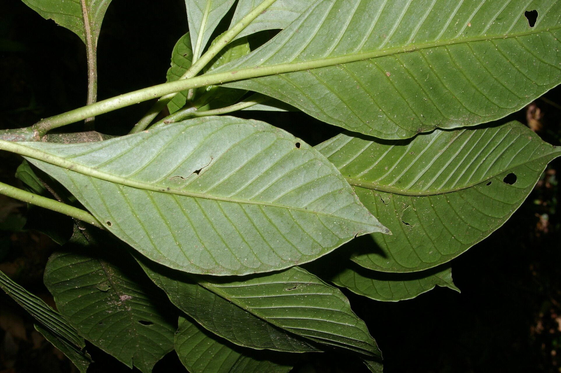 Psychotria trichotoma leaf