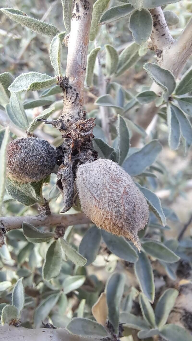 Prunus argentea fruit