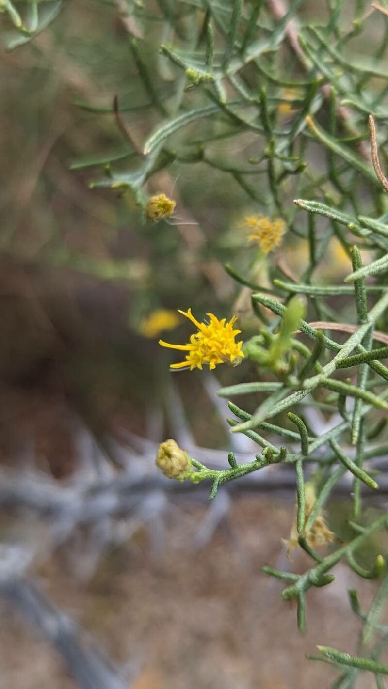 Ericameria palmeri flower